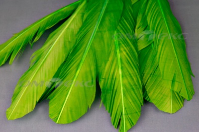 Декоративный Пучок из перьев, перо 24см/зеленый - купить в Армавире. Цена: 12.19 руб.