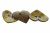 Деревянные украшения для рукоделия пуговицы "Кокос" #1 - купить в Армавире. Цена: 55.18 руб.