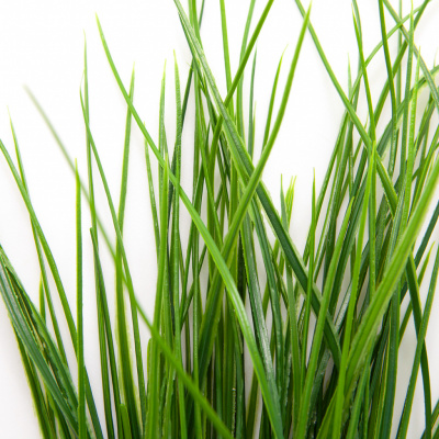 Трава искусственная -4, шт  (осока 50 см/8 см  7 листов)				 - купить в Армавире. Цена: 130.73 руб.